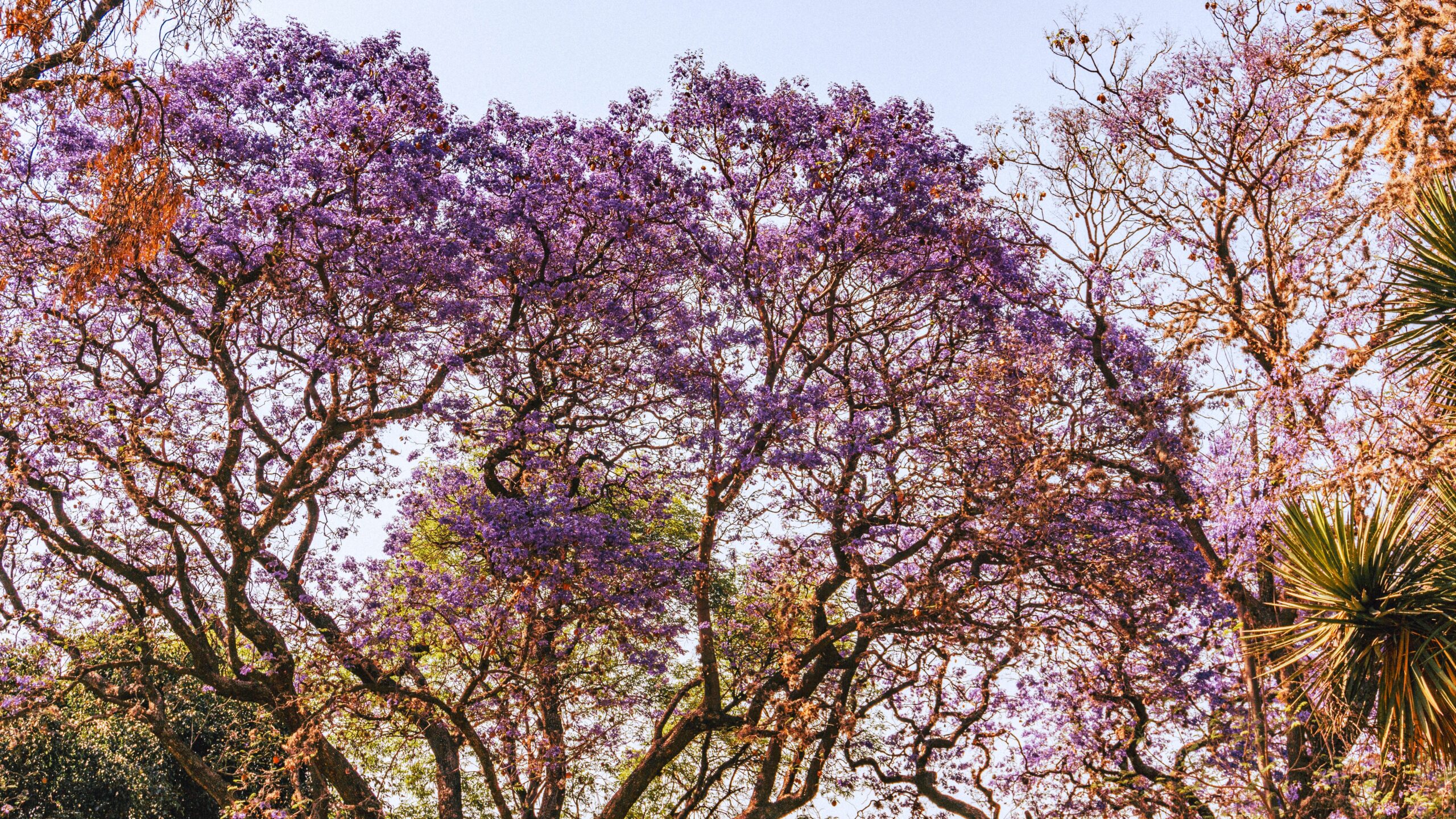 Spring jacarandas Church Street Graaff-Reinet Drostdy Hotel 